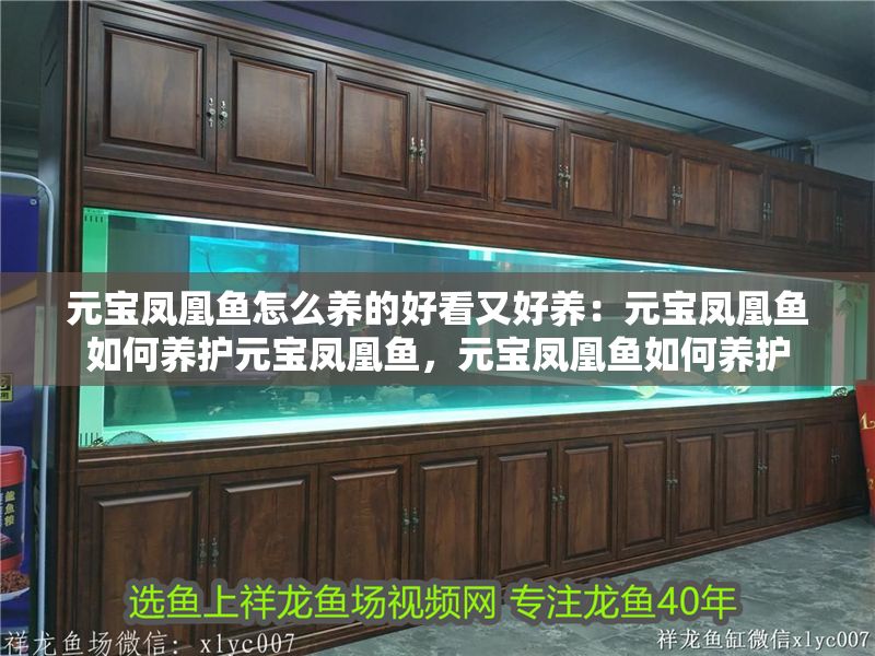 元寶鳳凰魚怎么養的好看又好養：元寶鳳凰魚如何養護元寶鳳凰魚，元寶鳳凰魚如何養護