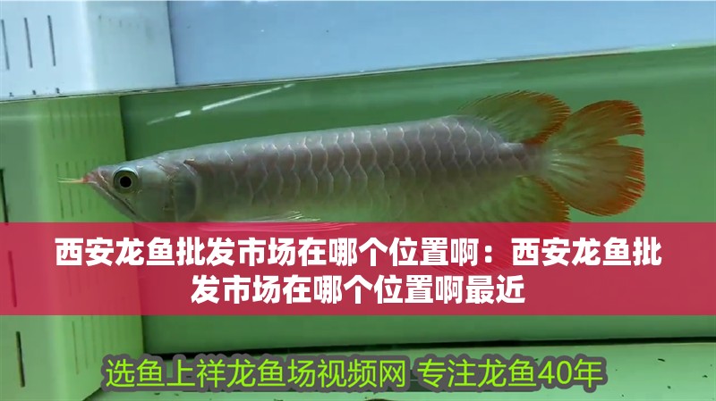 西安龍魚批發市場在哪個位置啊：西安龍魚批發市場在哪個位置啊最近