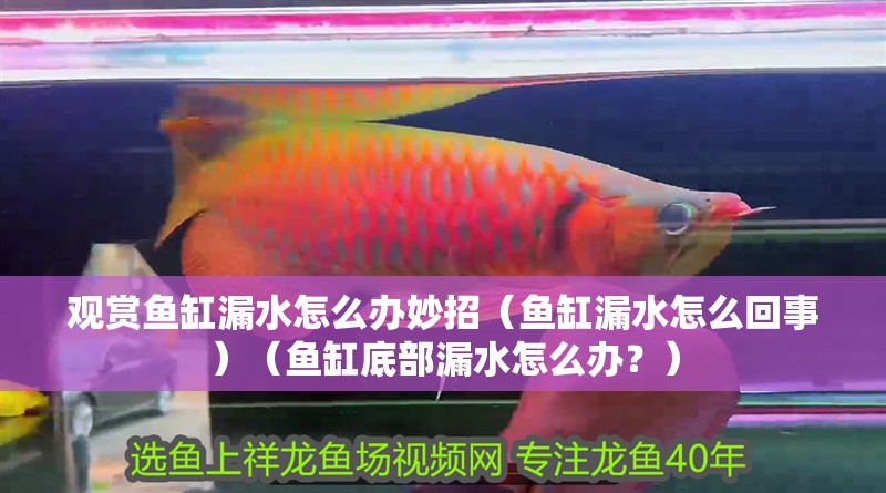 觀賞魚缸漏水怎么辦妙招（魚缸漏水怎么回事）（魚缸底部漏水怎么辦？）
