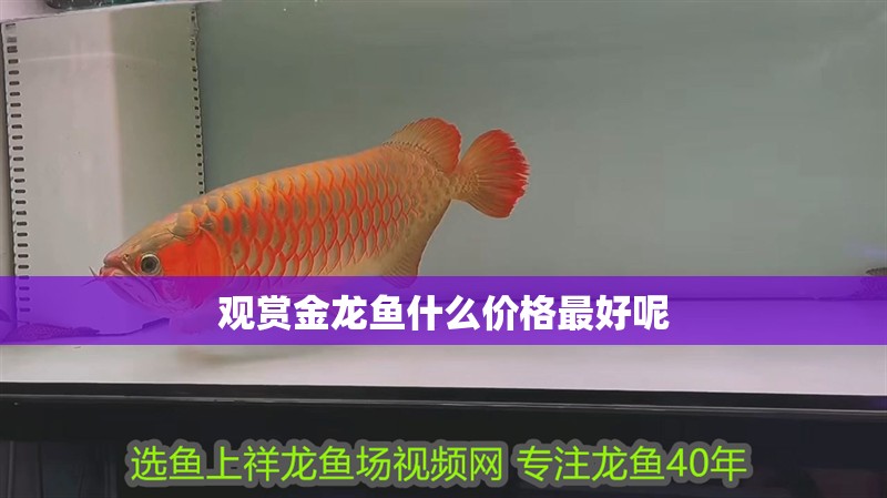 觀賞金龍魚什么價格最好呢