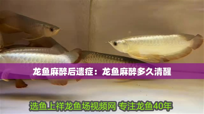 龍魚麻醉后遺癥：龍魚麻醉多久清醒