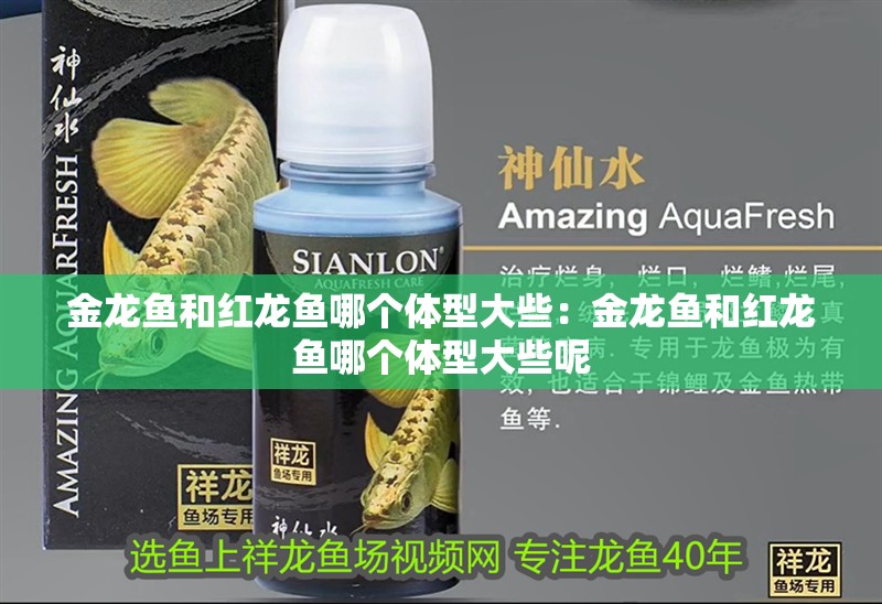 金龍魚和紅龍魚哪個體型大些：金龍魚和紅龍魚哪個體型大些呢