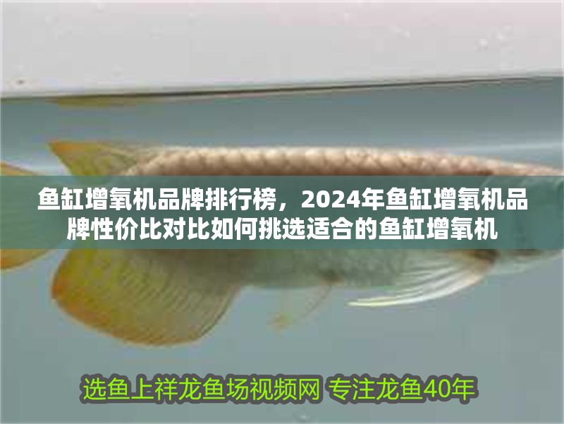 魚缸增氧機品牌排行榜，2024年魚缸增氧機品牌性價比對比如何挑選適合的魚缸增氧機