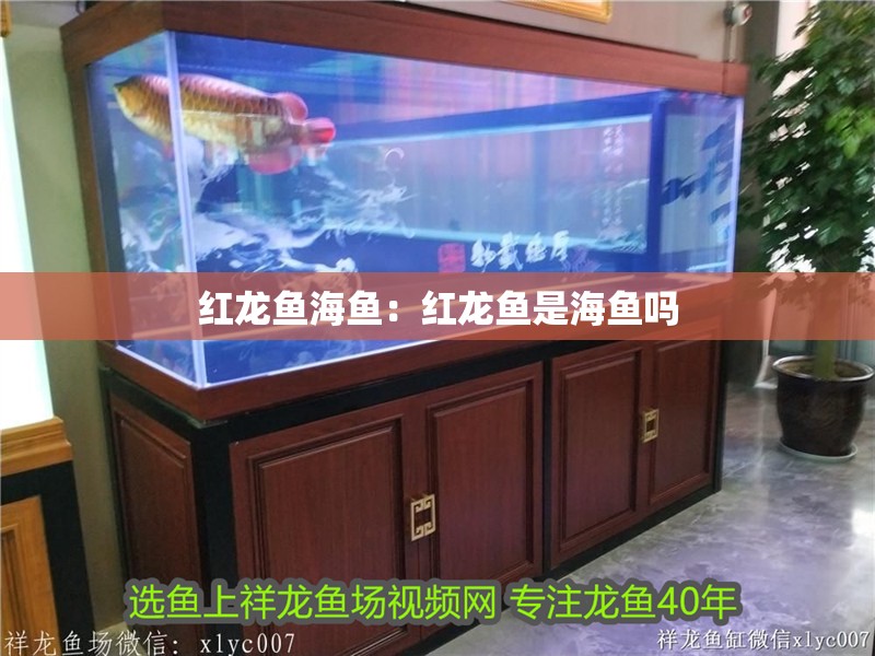 紅龍魚海魚:紅龍魚是海魚嗎 水族問答 紅龍魚海魚:紅龍魚是海魚嗎 紅龍魚海魚:紅龍魚是海魚嗎 水族問答
