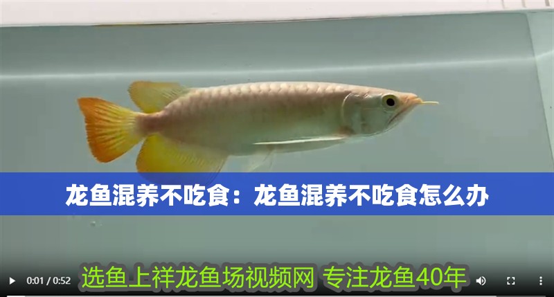 龍魚混養不吃食：龍魚混養不吃食怎么辦