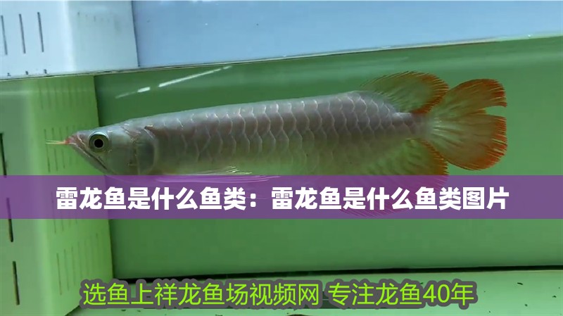 雷龍魚是什么魚類：雷龍魚是什么魚類圖片