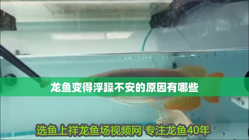 龍魚變得浮躁不安的原因有哪些