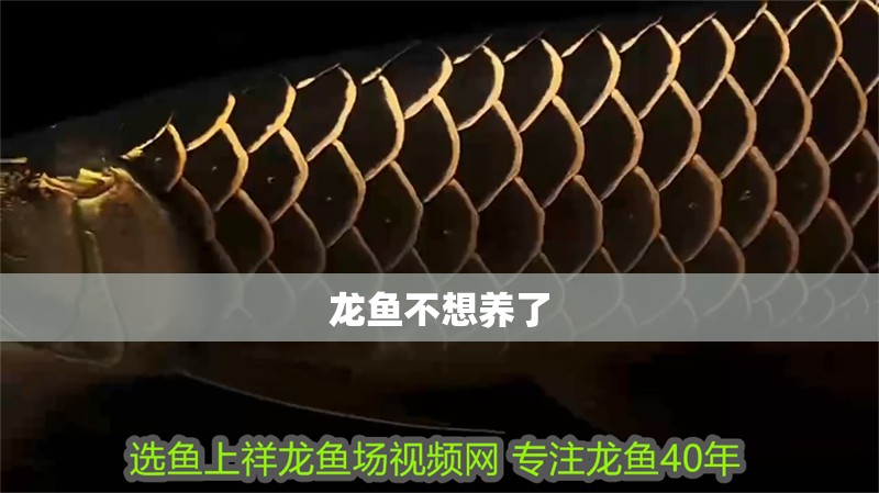 龍魚不想養了