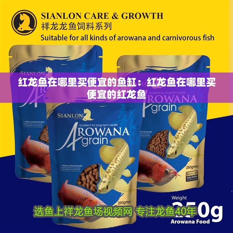 紅龍魚在哪里買便宜的魚缸：紅龍魚在哪里買便宜的紅龍魚