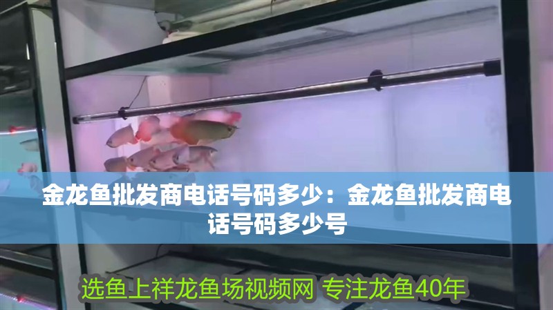 金龍魚批發商電話號碼多少：金龍魚批發商電話號碼多少號