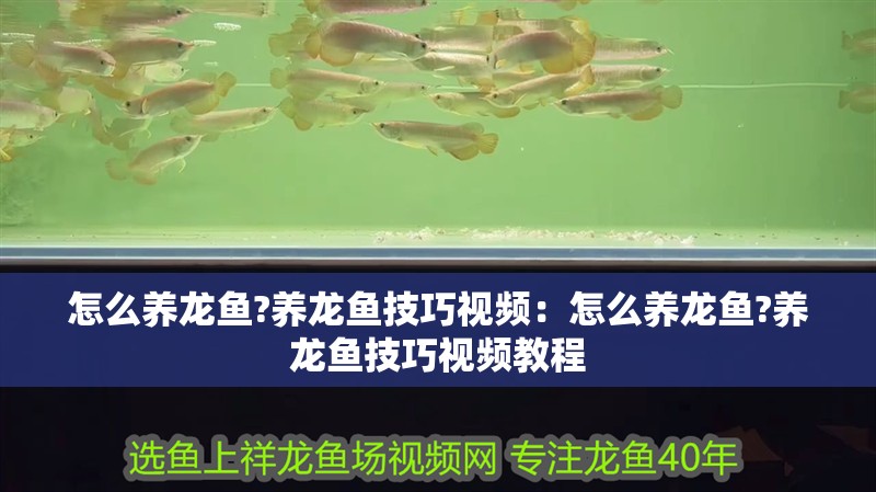 怎么養龍魚?養龍魚技巧視頻：怎么養龍魚?養龍魚技巧視頻教程