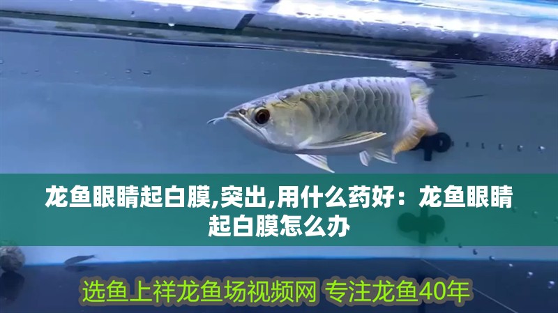 龍魚眼睛起白膜,突出,用什么藥好：龍魚眼睛起白膜怎么辦
