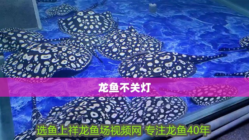 龍魚不關燈
