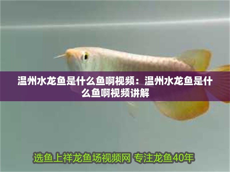 溫州水龍魚是什么魚啊視頻：溫州水龍魚是什么魚啊視頻講解