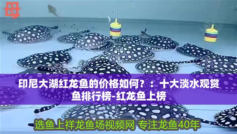 印尼大湖紅龍魚的價格如何？：十大淡水觀賞魚排行榜-紅龍魚上榜