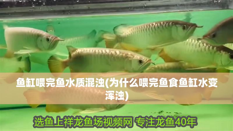 魚缸喂完魚水質混濁(為什么喂完魚食魚缸水變渾濁)