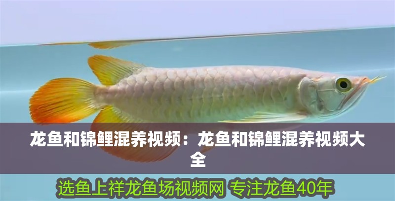 龍魚和錦鯉混養視頻：龍魚和錦鯉混養視頻大全