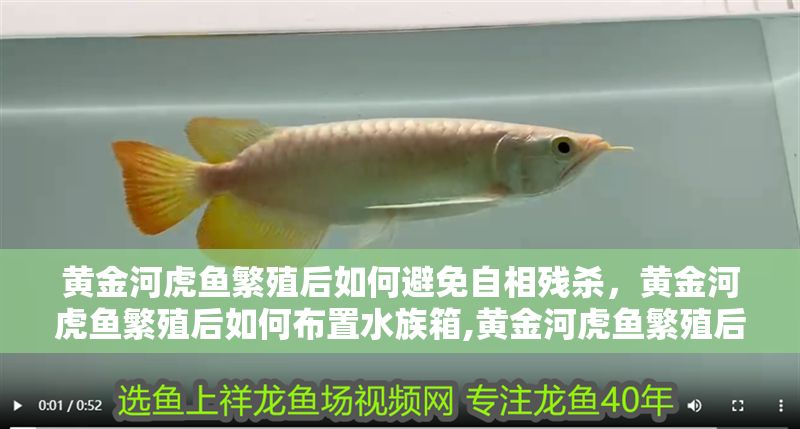 黃金河虎魚繁殖后如何避免自相殘殺，黃金河虎魚繁殖后如何布置水族箱,黃金河虎魚繁殖后如何改善水質