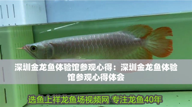 深圳金龍魚體驗館參觀心得：深圳金龍魚體驗館參觀心得體會