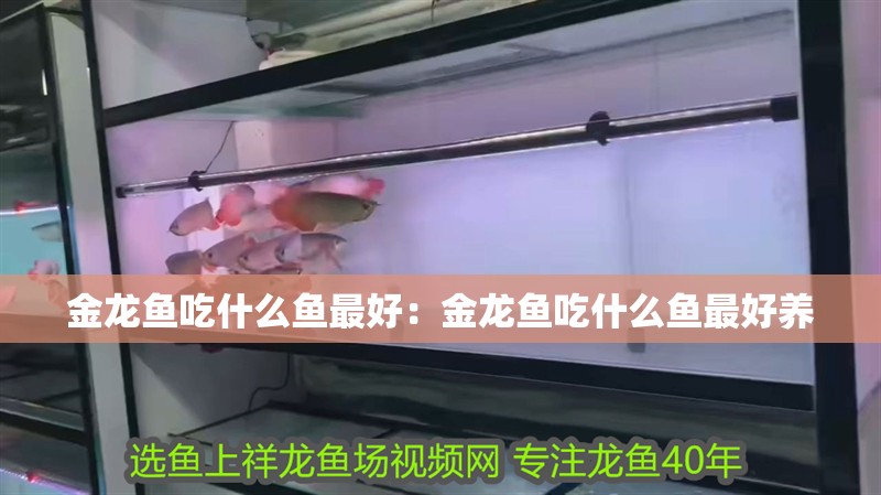 金龍魚吃什么魚最好：金龍魚吃什么魚最好養