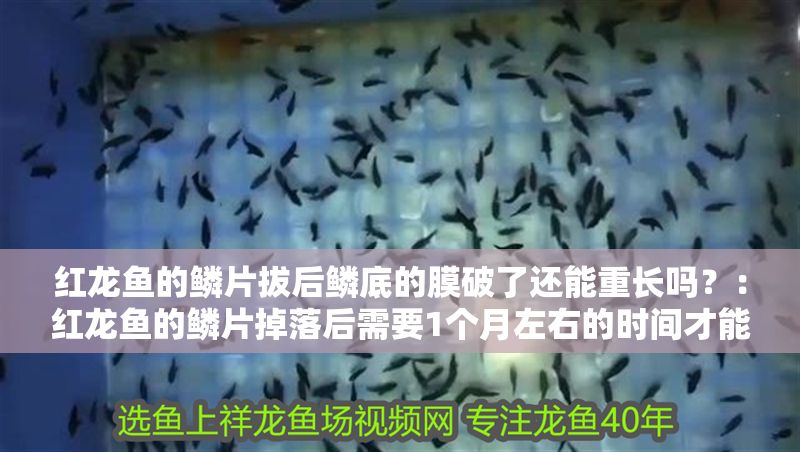 紅龍魚的鱗片拔后鱗底的膜破了還能重長嗎？：紅龍魚的鱗片掉落后需要1個月左右的時間才能恢復