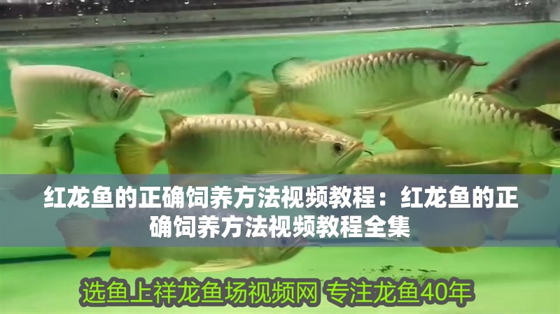 紅龍魚(yú)的正確飼養(yǎng)方法視頻教程：紅龍魚(yú)的正確飼養(yǎng)方法視頻教程全集