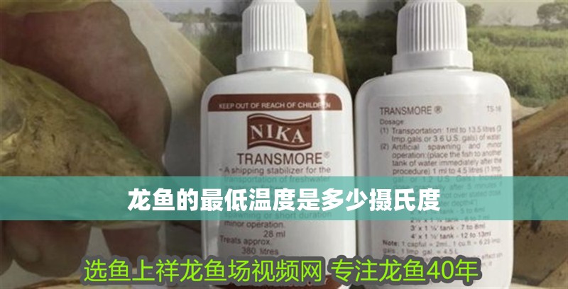 龍魚的最低溫度是多少攝氏度