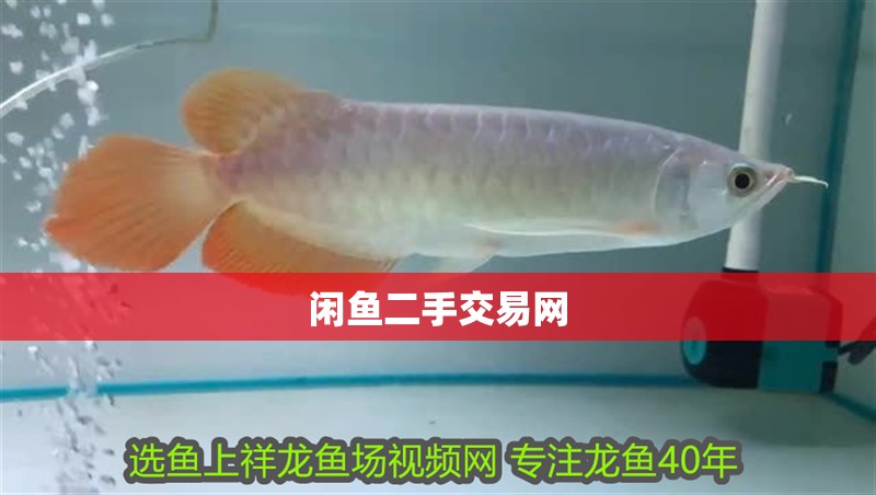 閑魚二手交易網(wǎng)