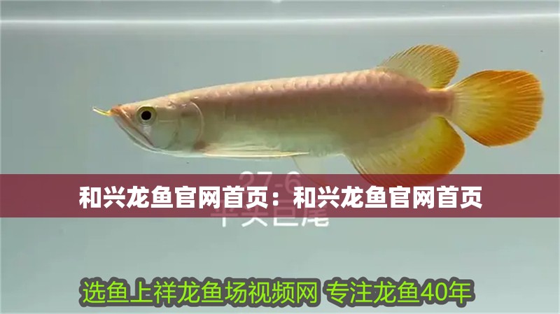 和興龍魚官網首頁：和興龍魚官網首頁