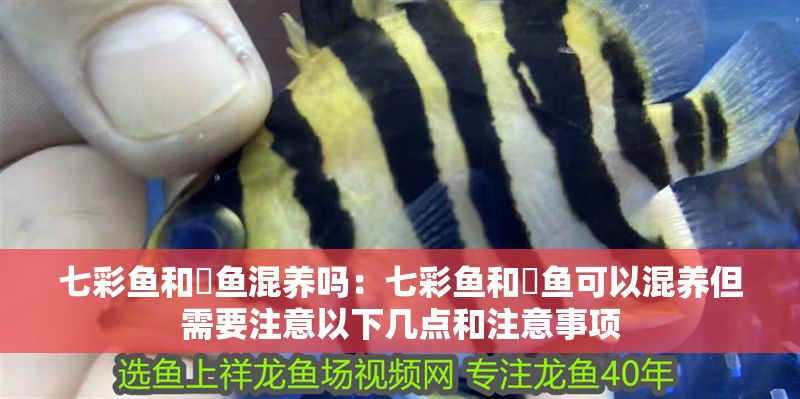 七彩魚和魟魚混養嗎：七彩魚和魟魚可以混養但需要注意以下幾點和注意事項
