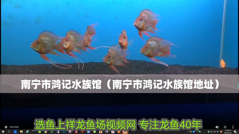 南寧市鴻記水族館（南寧市鴻記水族館地址）