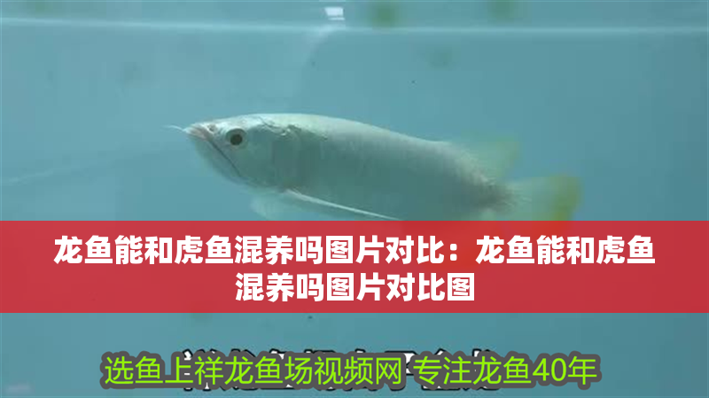 龍魚能和虎魚混養(yǎng)嗎圖片對比：龍魚能和虎魚混養(yǎng)嗎圖片對比圖