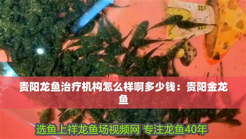貴陽龍魚治療機構怎么樣啊多少錢：貴陽金龍魚