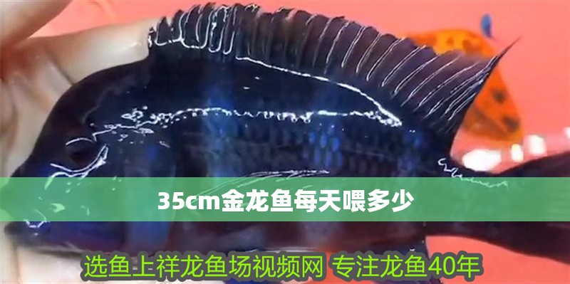 35cm金龍魚每天喂多少