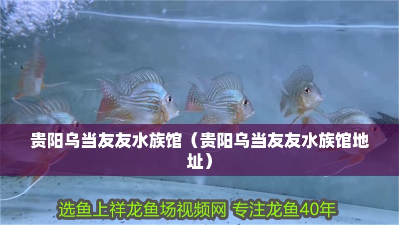貴陽(yáng)烏當(dāng)友友水族館（貴陽(yáng)烏當(dāng)友友水族館地址）