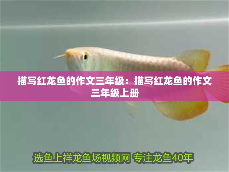 描寫紅龍魚的作文三年級：描寫紅龍魚的作文三年級上冊