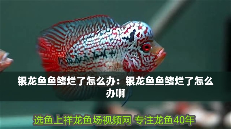 銀龍魚魚鰭爛了怎么辦：銀龍魚魚鰭爛了怎么辦啊