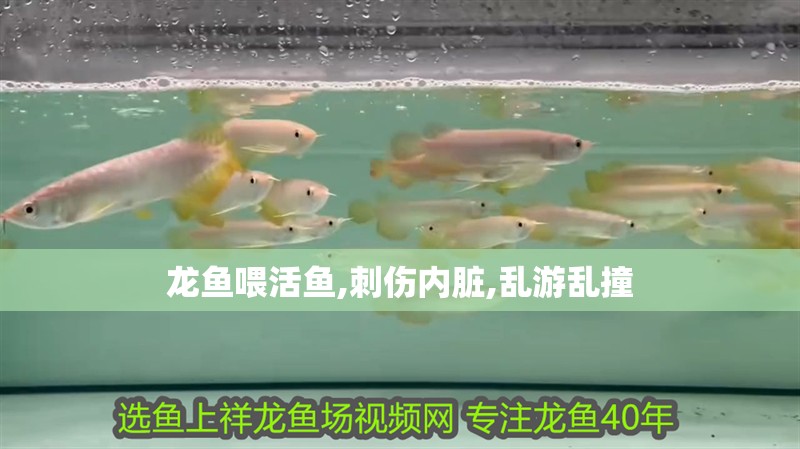 龍魚喂活魚,刺傷內(nèi)臟,亂游亂撞
