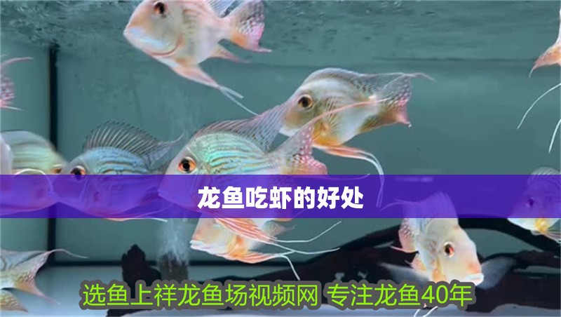 龍魚吃蝦的好處