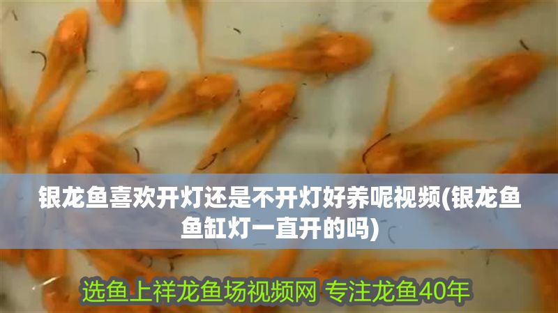 銀龍魚喜歡開燈還是不開燈好養(yǎng)呢視頻(銀龍魚魚缸燈一直開的嗎)