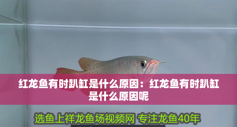 紅龍魚有時(shí)趴缸是什么原因：紅龍魚有時(shí)趴缸是什么原因呢