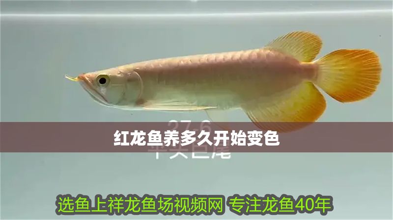 紅龍魚養(yǎng)多久開始變色