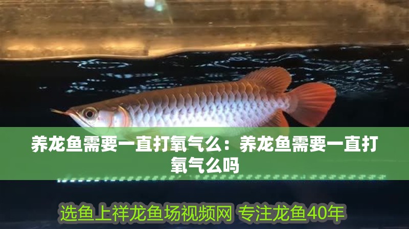養(yǎng)龍魚需要一直打氧氣么：養(yǎng)龍魚需要一直打氧氣么嗎 養(yǎng)龍魚需要一直打氧氣么：養(yǎng)龍魚需要一直打氧氣么嗎 水族問答