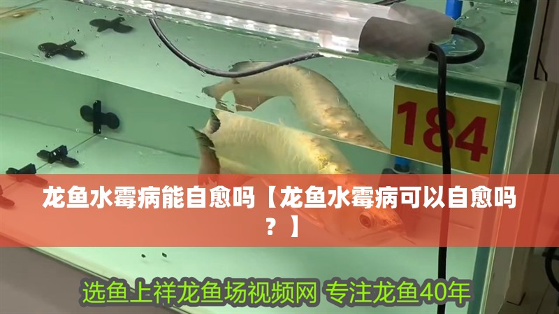 龍魚水霉病能自愈嗎【龍魚水霉病可以自愈嗎？】