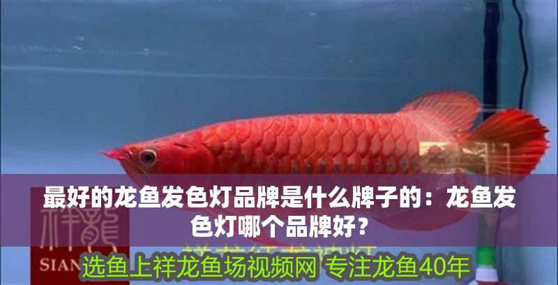 最好的龍魚發色燈品牌是什么牌子的：龍魚發色燈哪個品牌好？