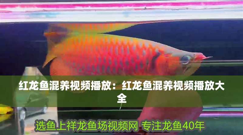 紅龍魚混養視頻播放：紅龍魚混養視頻播放大全