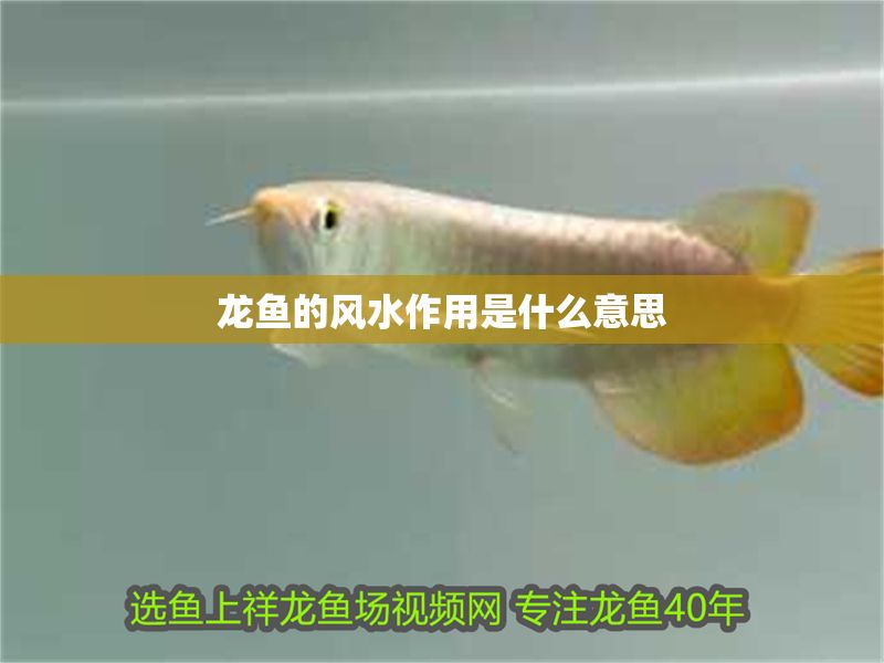 龍魚的風(fēng)水作用是什么意思