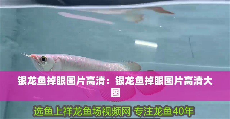 銀龍魚掉眼圖片高清：銀龍魚掉眼圖片高清大圖