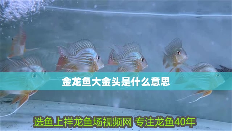 金龍魚大金頭是什么意思