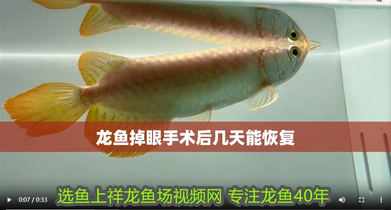 龍魚掉眼手術后幾天能恢復